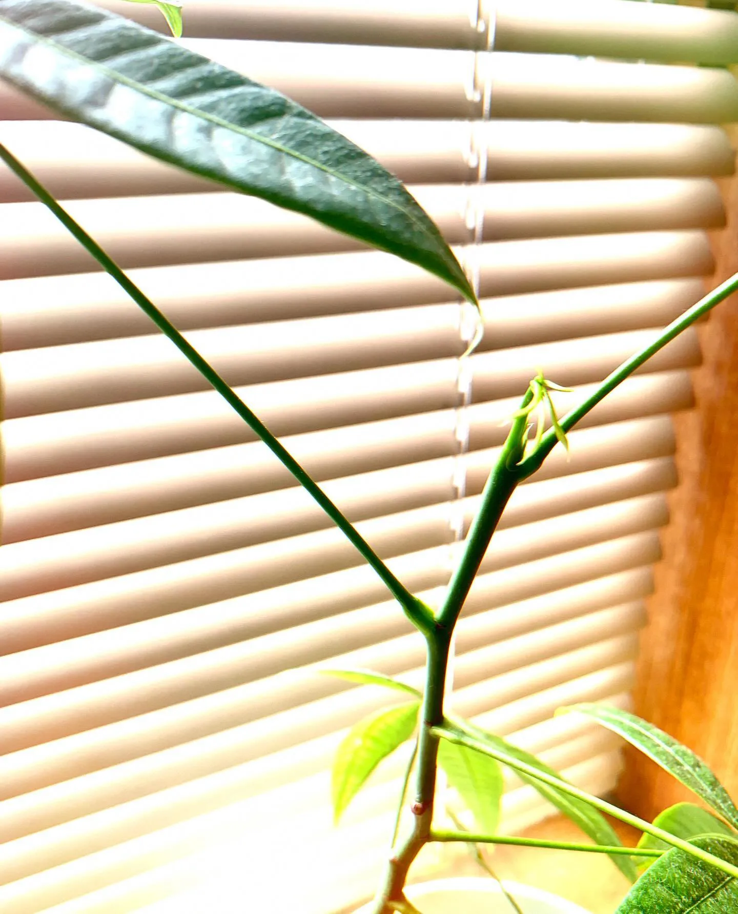 院内の観葉植物🪴も暖かくなっね活動始めました