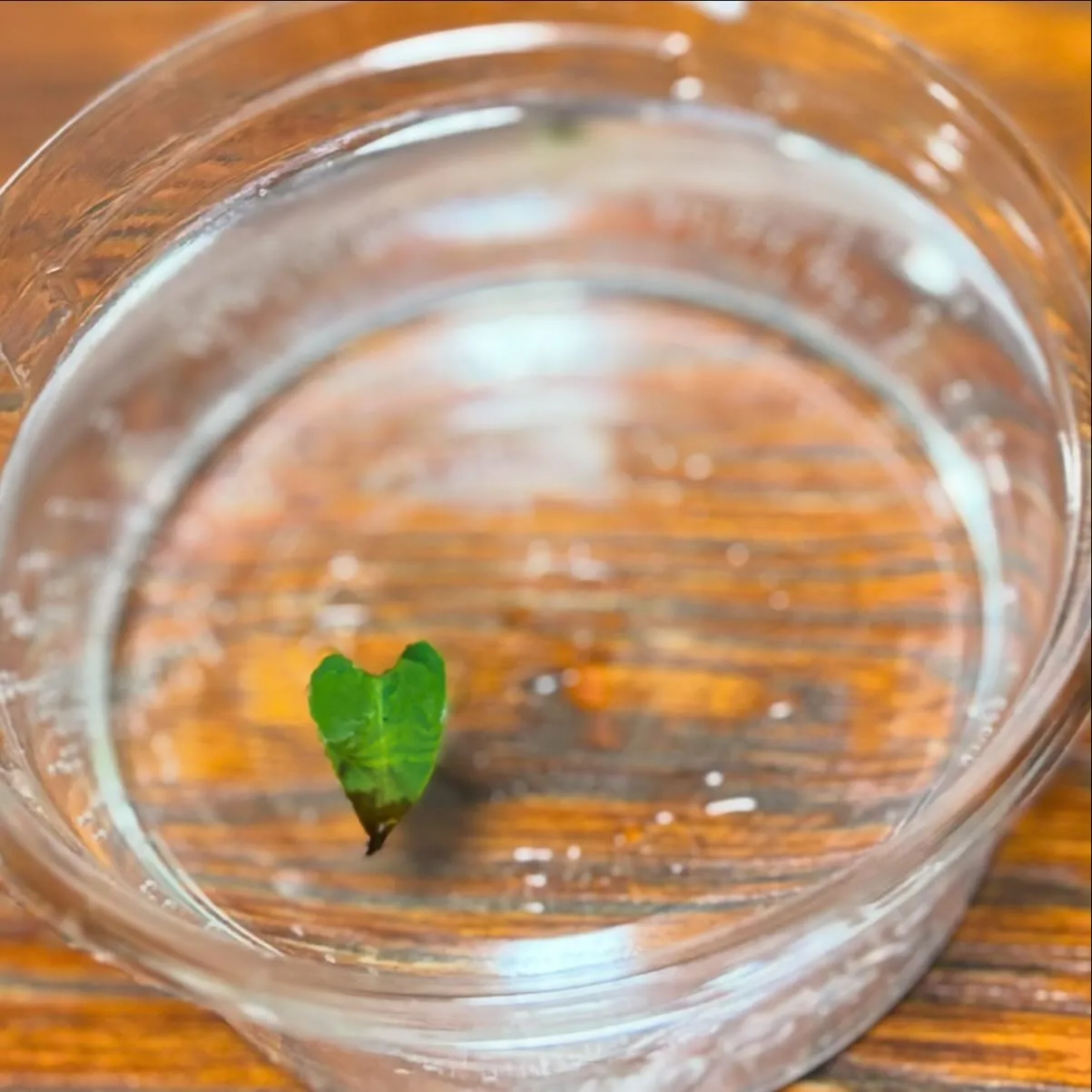 小さな♡の葉っぱを発見!